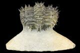 Bargain, Spiny, Enrolled Drotops Armatus Trilobite - long #161463-6